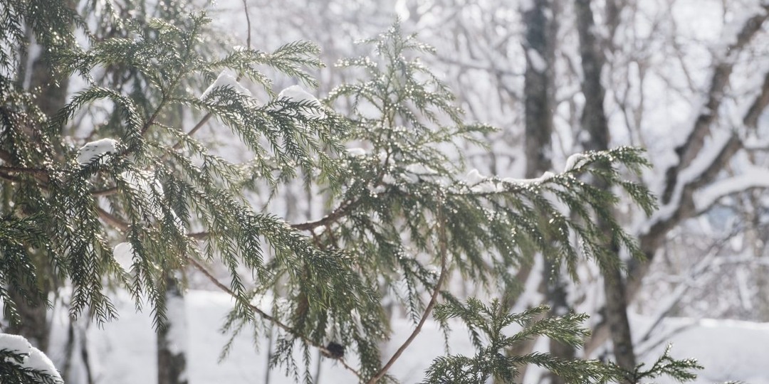 Прогноз погоды в Воронеже на понедельник, 19 января