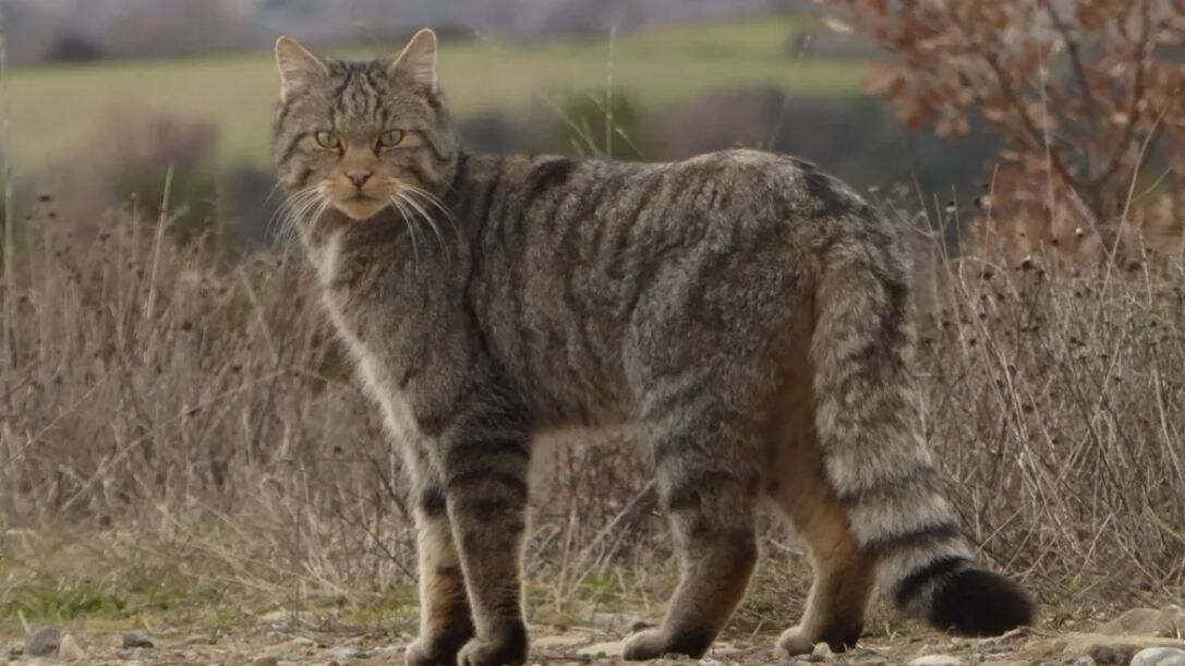 Кавказский лесной кот 