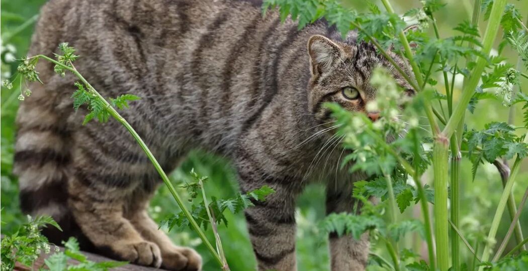 Лесной кот: как и где живет дикий предок домашних кошек