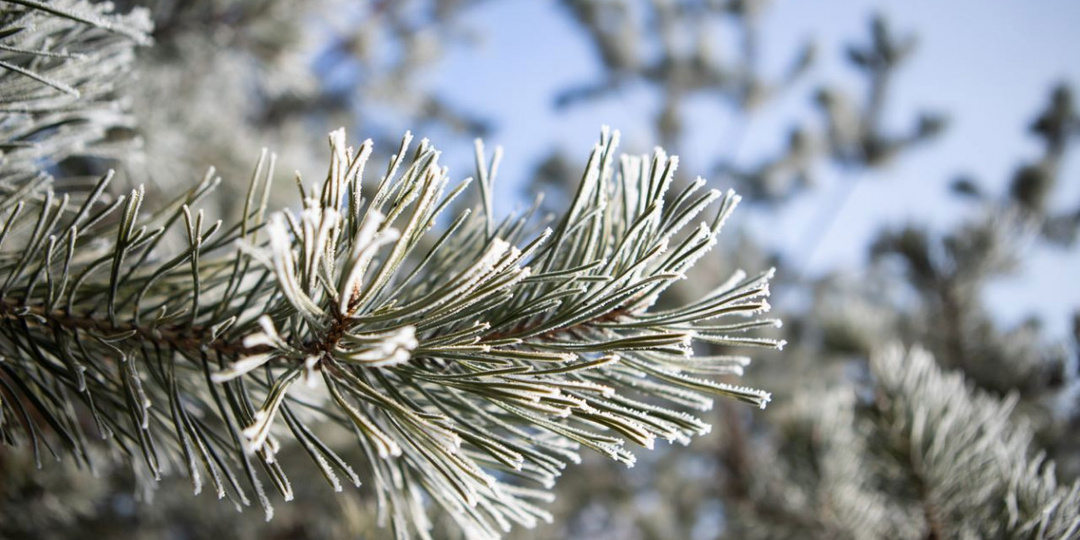 Погода в Туле 19 января: до -10 градусов и небольшой снег