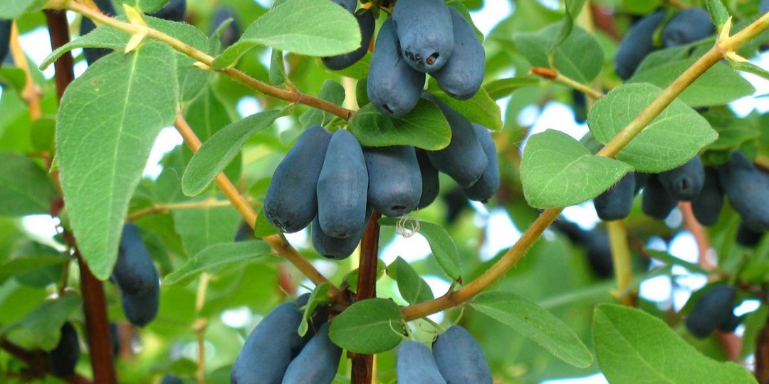 КАК УВEЛИЧИТЬ УРОЖAЙ ЖИМОЛОСТИ