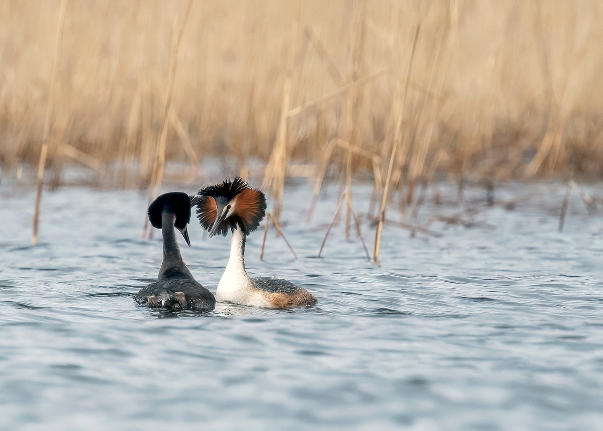    Символом 2026 года по версии Союза охраны птиц России стала чомга© Анна Редькина / VK