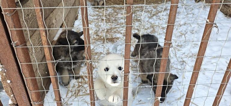     Новые вольеры и медоборудование появились в красноярских приютах для животных