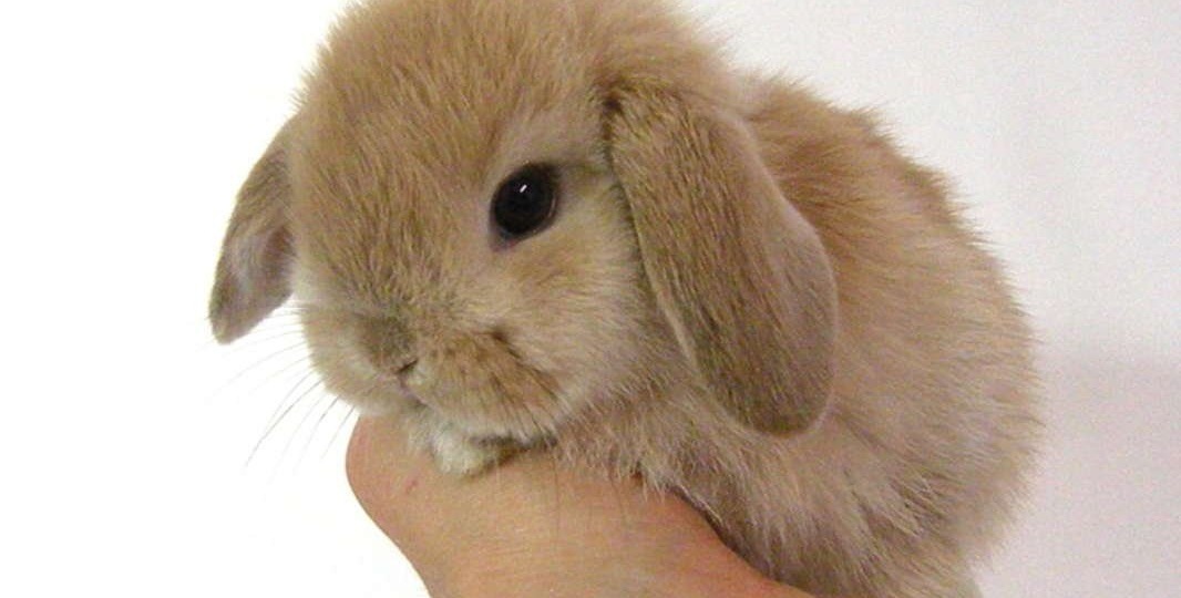 Топ-10 карликовых кроликов: обзор самых маленьких пород