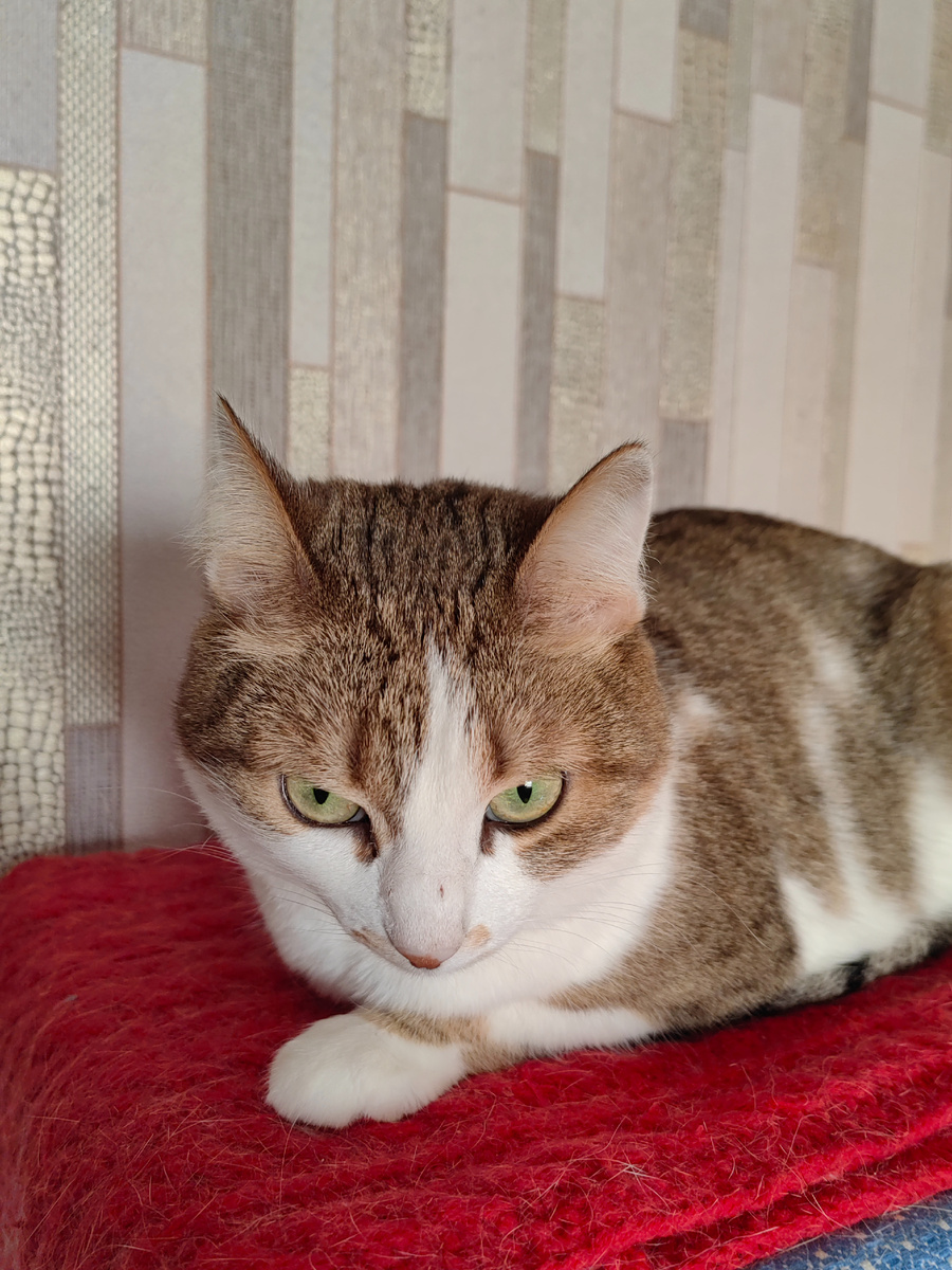 Люсе кто-то поцарапал нос.