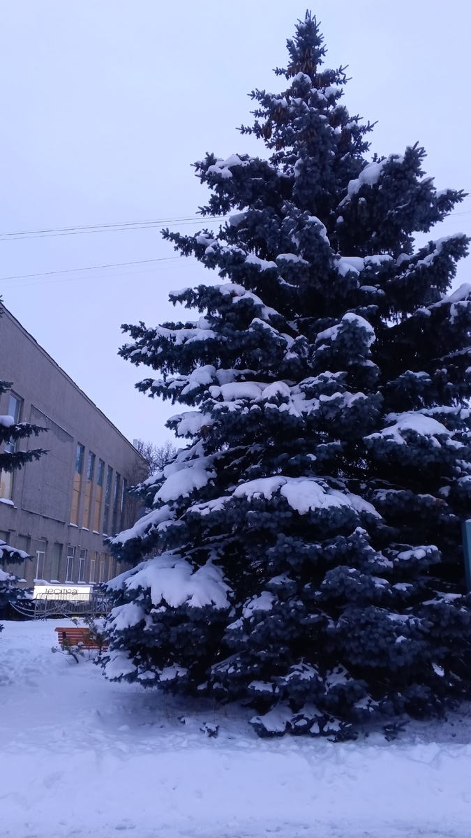 фото автора: просто ели в нашем городе