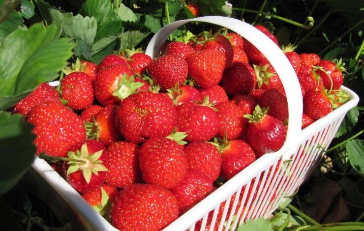 9 лучших сортов клубники для Подмосковья: выращиваем ягоды как с картинки