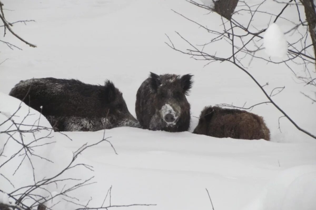    В Омской области задержали браконьеров на кабана