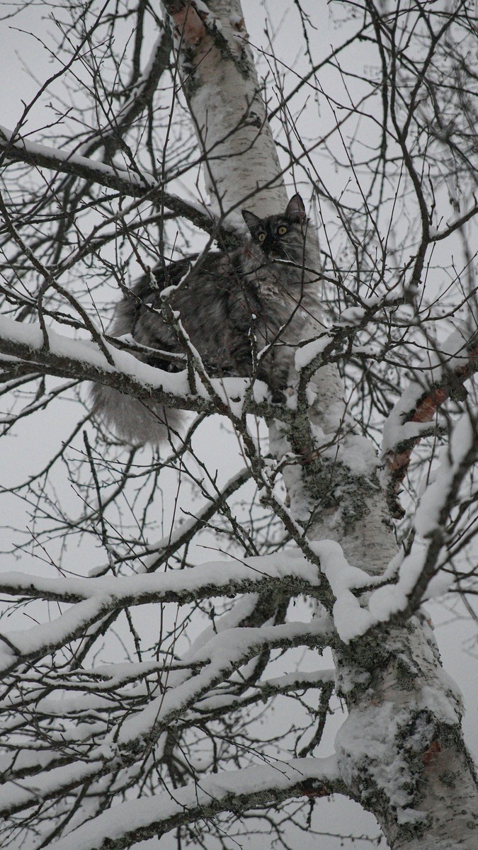    Высокие деревья могут представлять опасность для домашних и бездомных животных, особенно в холодное время года