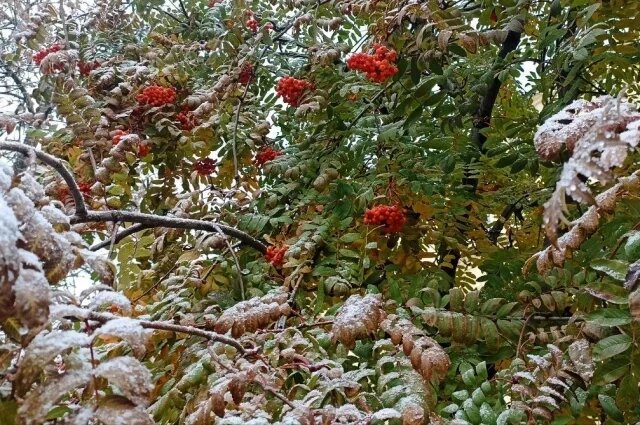    К чему снится рябина?