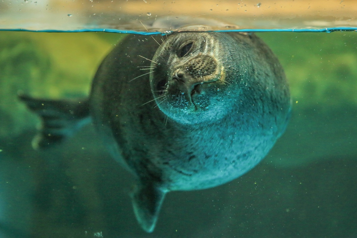 Фото: tonkosti.ru