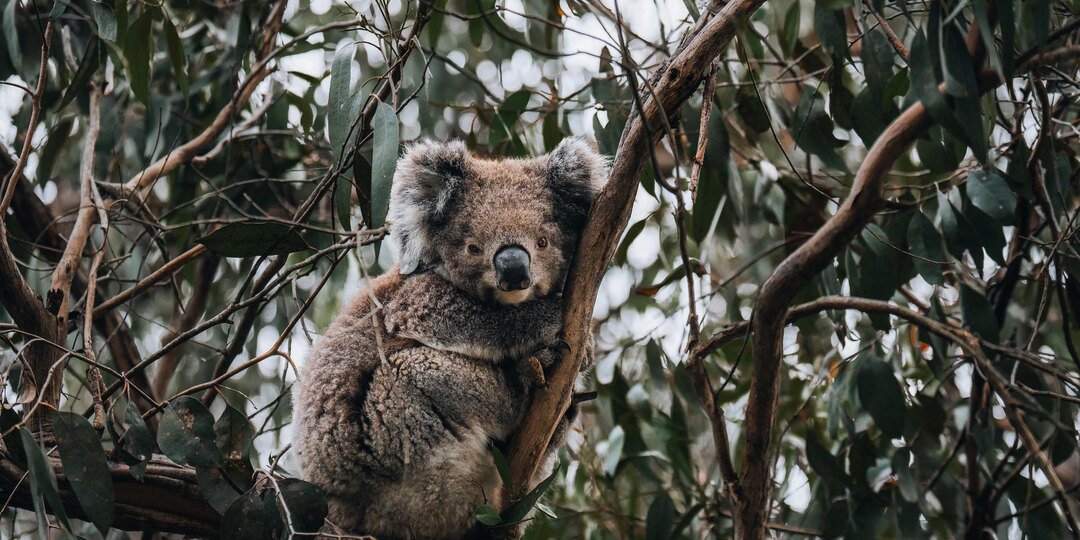 Почему коалы исчезают в одних районах Австралии и процветают в других?