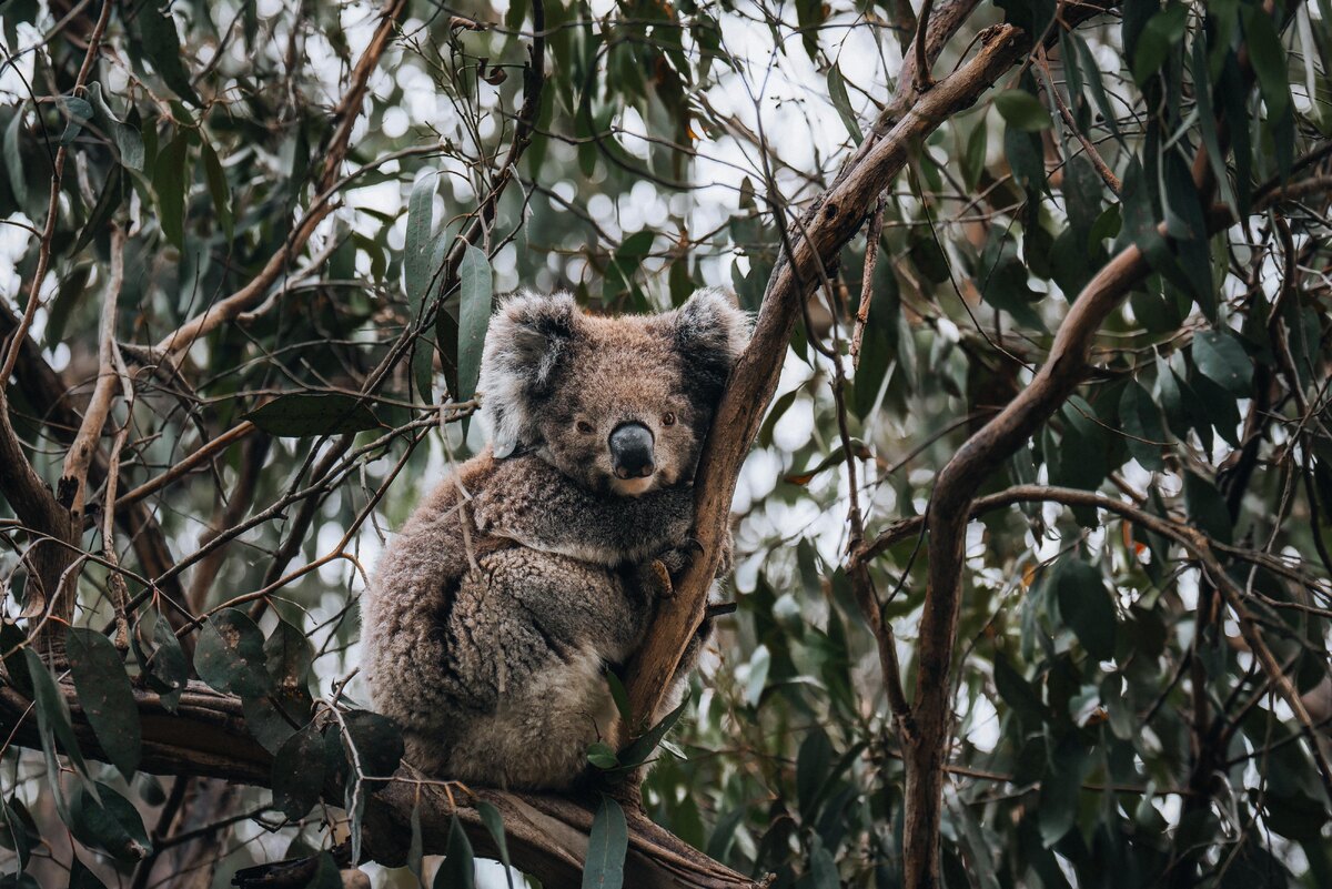 В некоторых районах Виктории и Южной Австралии перенаселение коал приводит к уничтожению листвы и голоду, фото:Mathias Berlin via Shutterstock