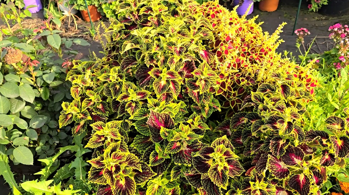 колеус в 50 литрах