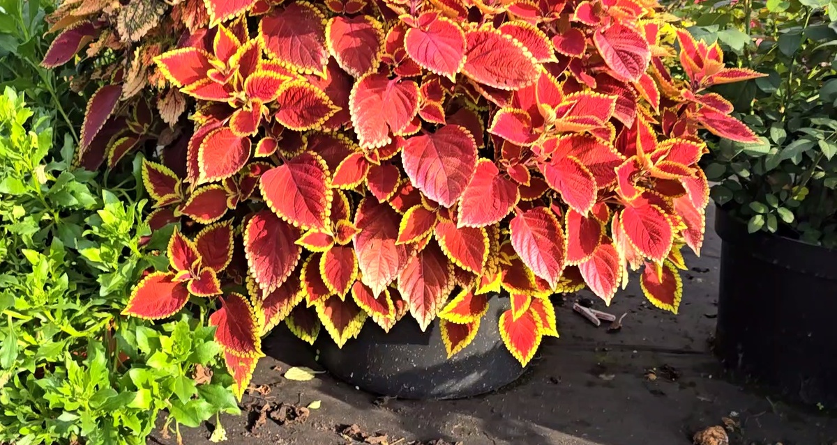 Колеус в 30 литрах