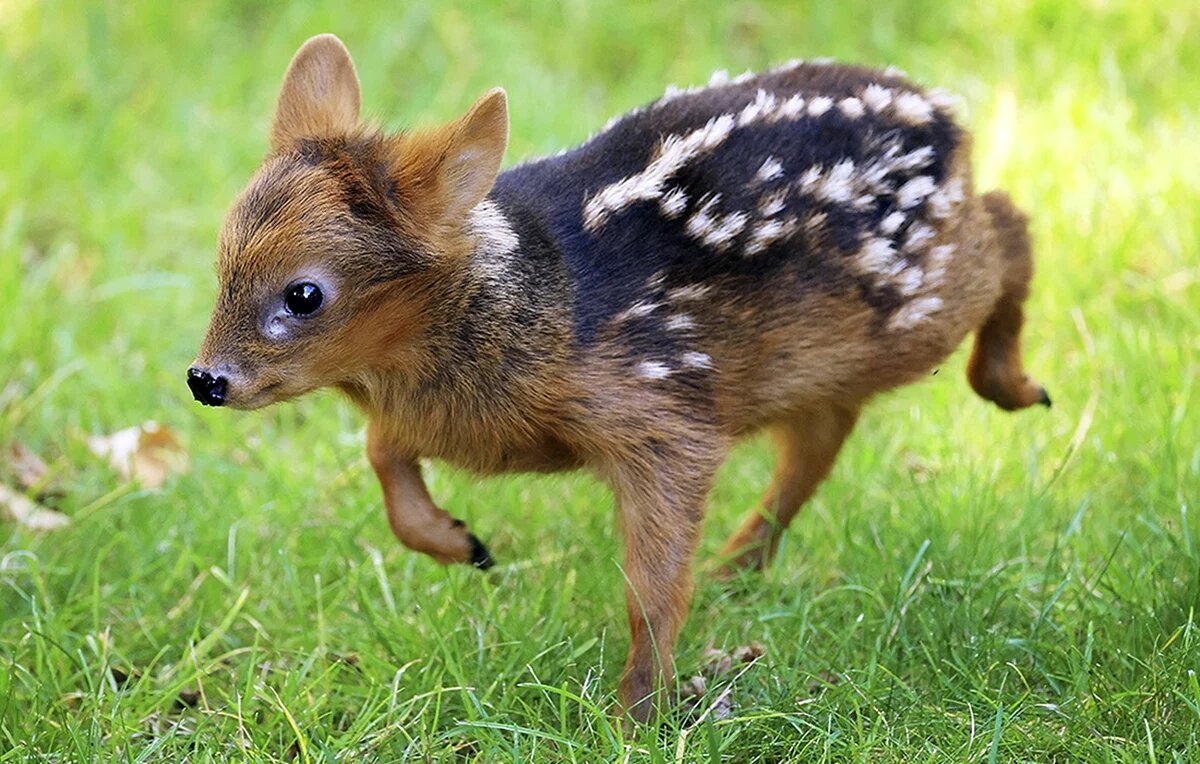 Тот случай, когда «чашечка кофе» — это не только про завтрак, но и про масштаб взрослого оленя. ☕🦌
