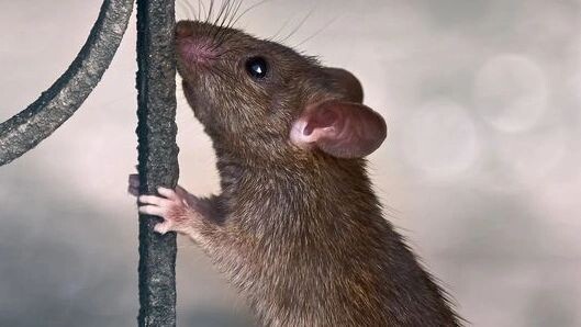    Фото: Kylbabka/Shutterstock/Fotodom