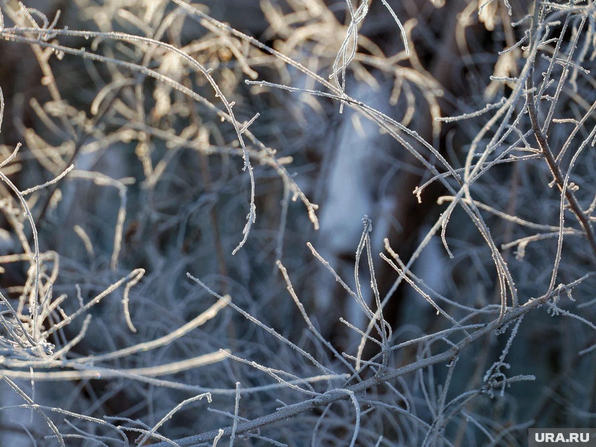     Морозы продержатся три ночи