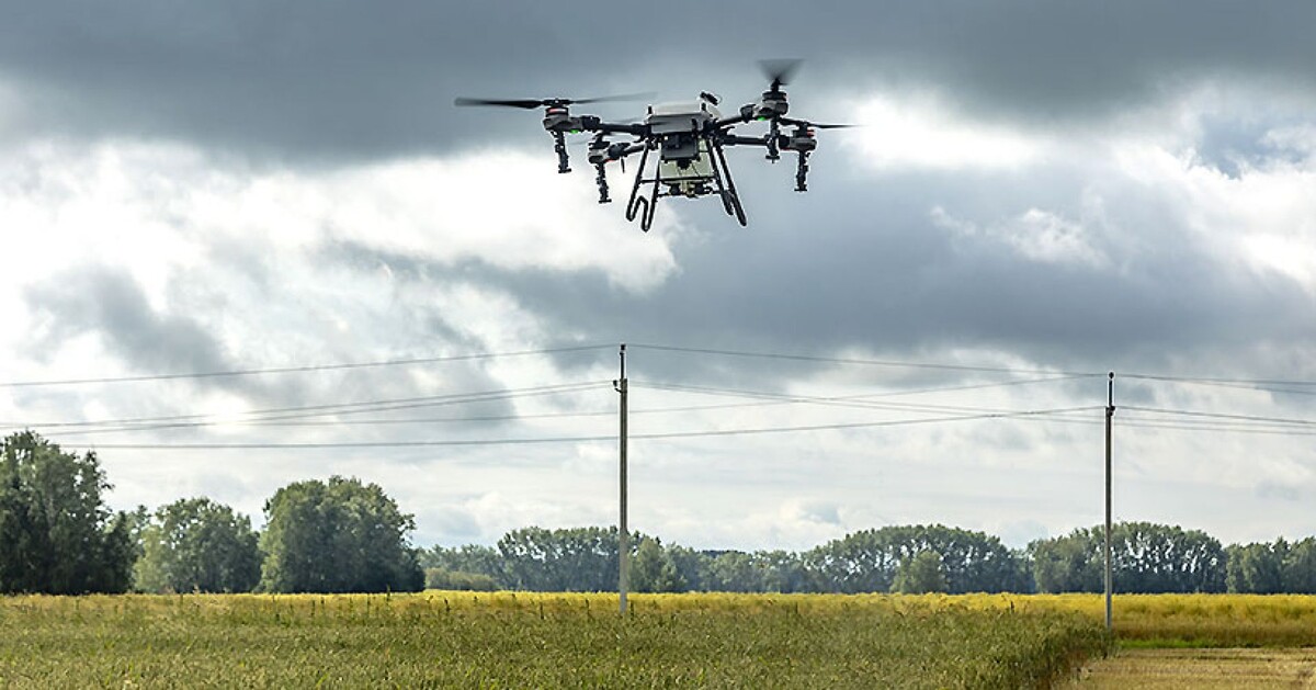По мнению депутатов, в регионе должен быть составлен список инвазивных растений.