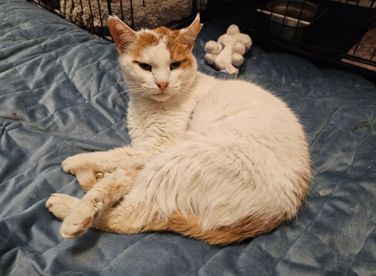 Он долго ждал хозяина на вокзале...но за ним никто не приходил..он заболел...