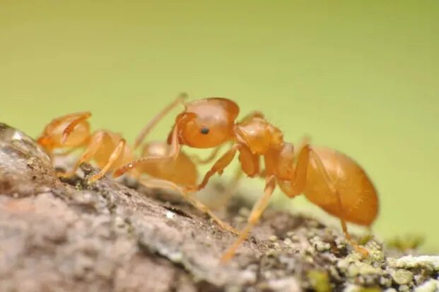 Один неосторожный жест — и целая цивилизация исчезнет. Встречайте самых крошечных обитателей планеты.