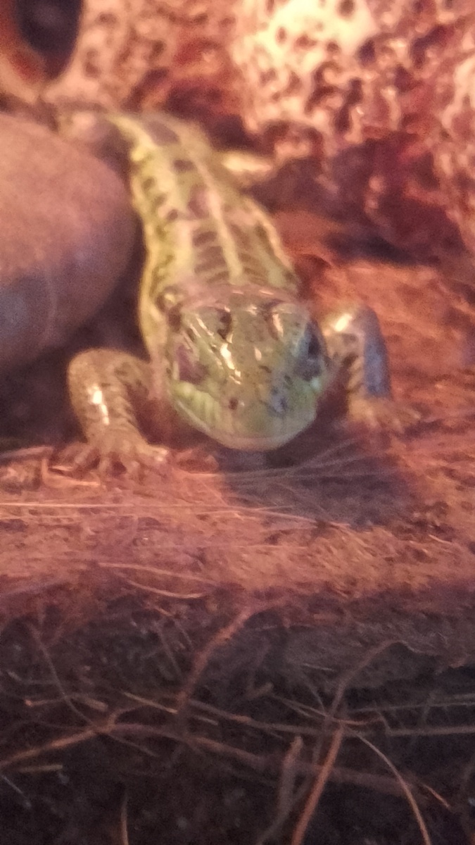 Фото автора. Зеленка