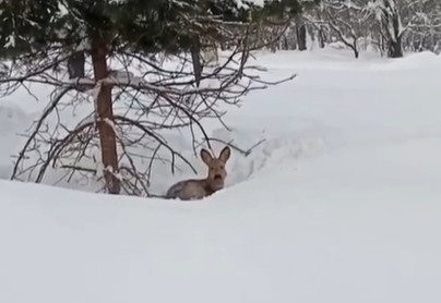     Косуля нашла укрытие рядом с питомником диких копытных в Красноярском крае