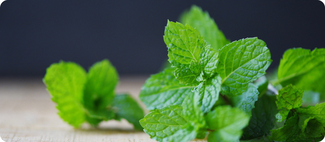 Мята или мелисса: что быстрее снимет стресс и подарит сон
