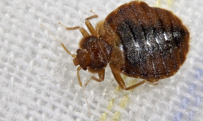 Клопы атаковали российских туристов в элитных отелях Объединённых Арабских Эмиратов