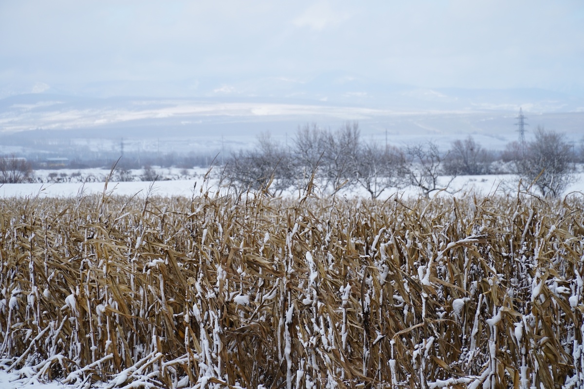    Изображение носит иллюстративный характер. Фото: omer karabacak / Shutterstock.com