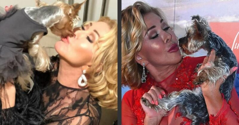    Йоркширский терьер Фрэнки, ставший верным спутником Любови Успенской в гастрольных поездках.