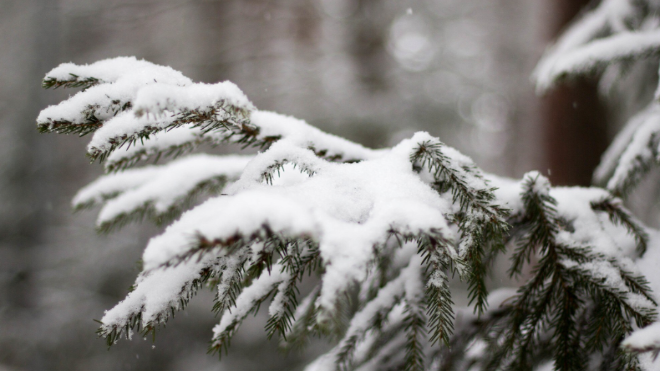 Фото: https://ru.freepik.com/free-photo/soft-focus-snow-covered-spruce-tree-against-blurry-background-winter_11600010.htm#