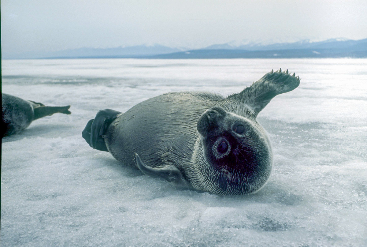 Фото: baikalzapovednik.ru