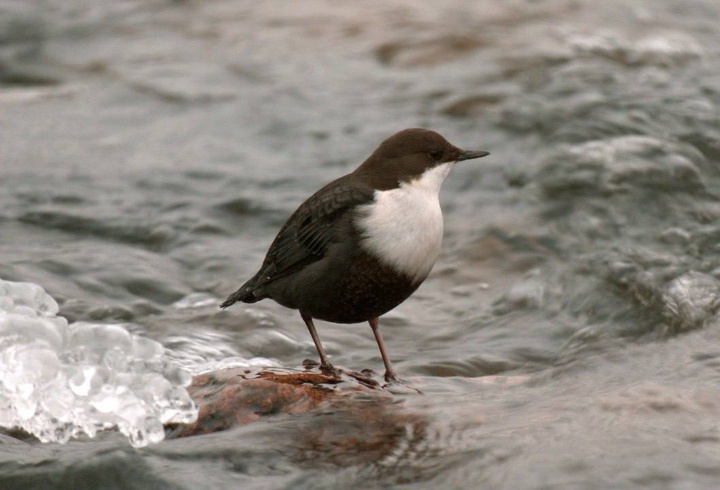 фото: Павел Глазков/ t.me/drozdenko_au_lo