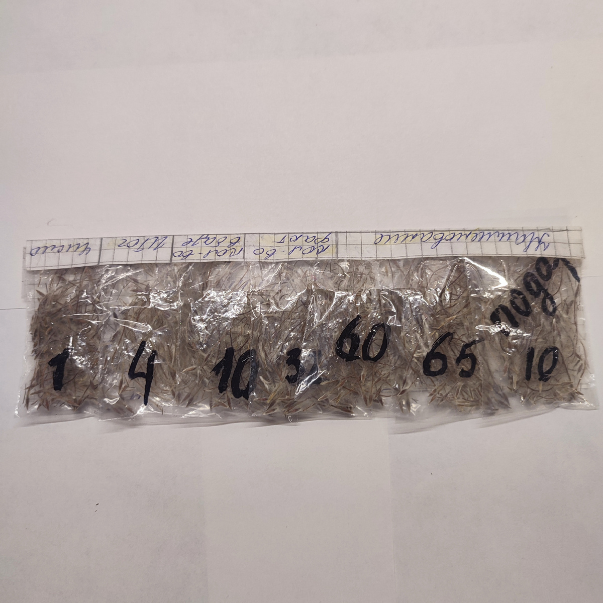 Те самые семена прострелов от хозяйки канала "Мой сад у дома"