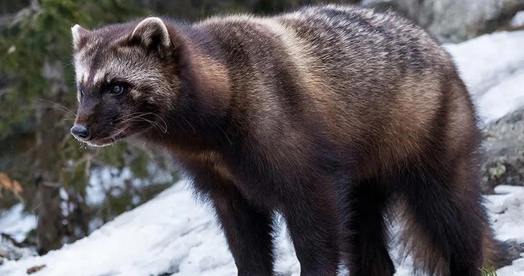 Кто сильнее? Африканский медоед или наша Сибирская Росомаха