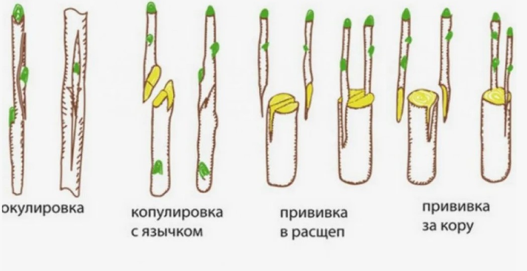 Секреты прививки косточковых