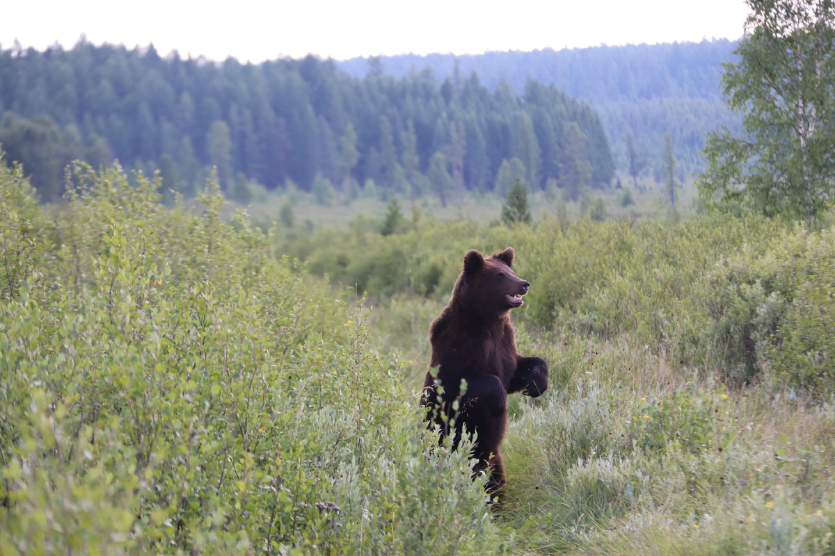 Бурый медведь. Фото: Пресс-служба правительства Иркутской области