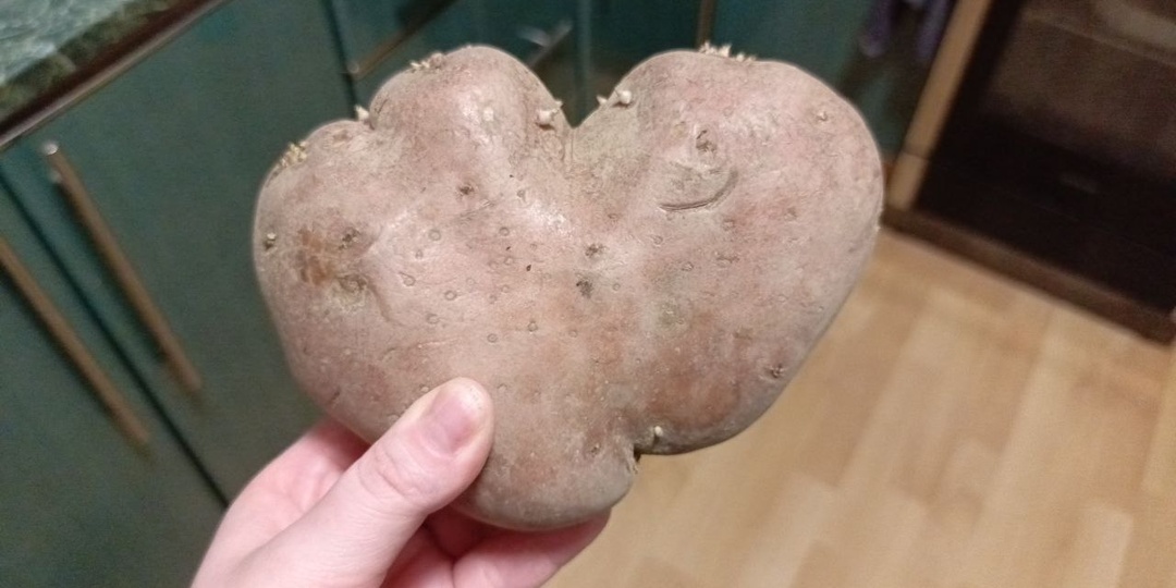 Сложная неделя вынужденной домохозяйки.