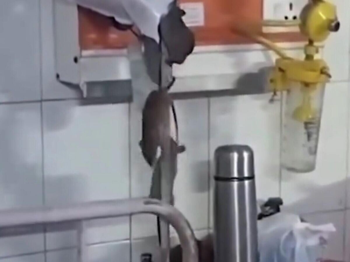    Крысы оккупировали больничную палату в индийском штате Уттар-Прадеш | © @nationalherald_nh