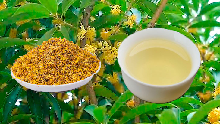 Османтус душистый.