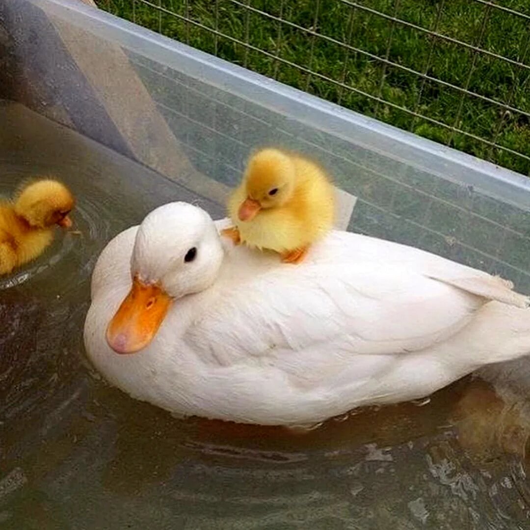 Маленькое чудо природы: эта взрослая утка весит меньше, чем ваш смартфон.