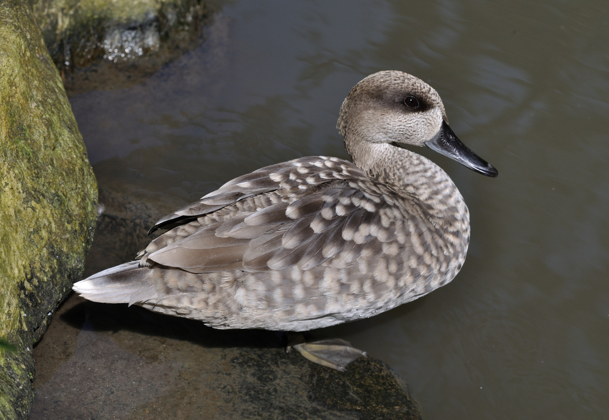Элегантный «мраморный» камуфляж.