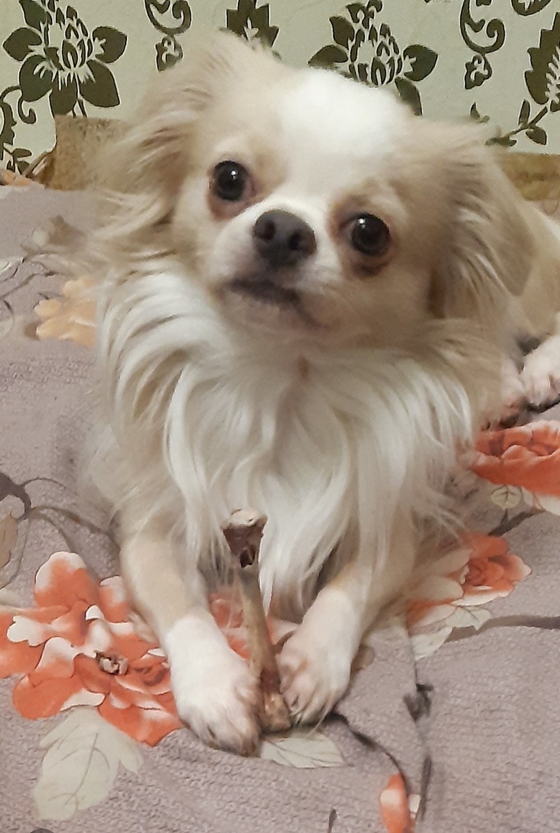 Воображулик. 