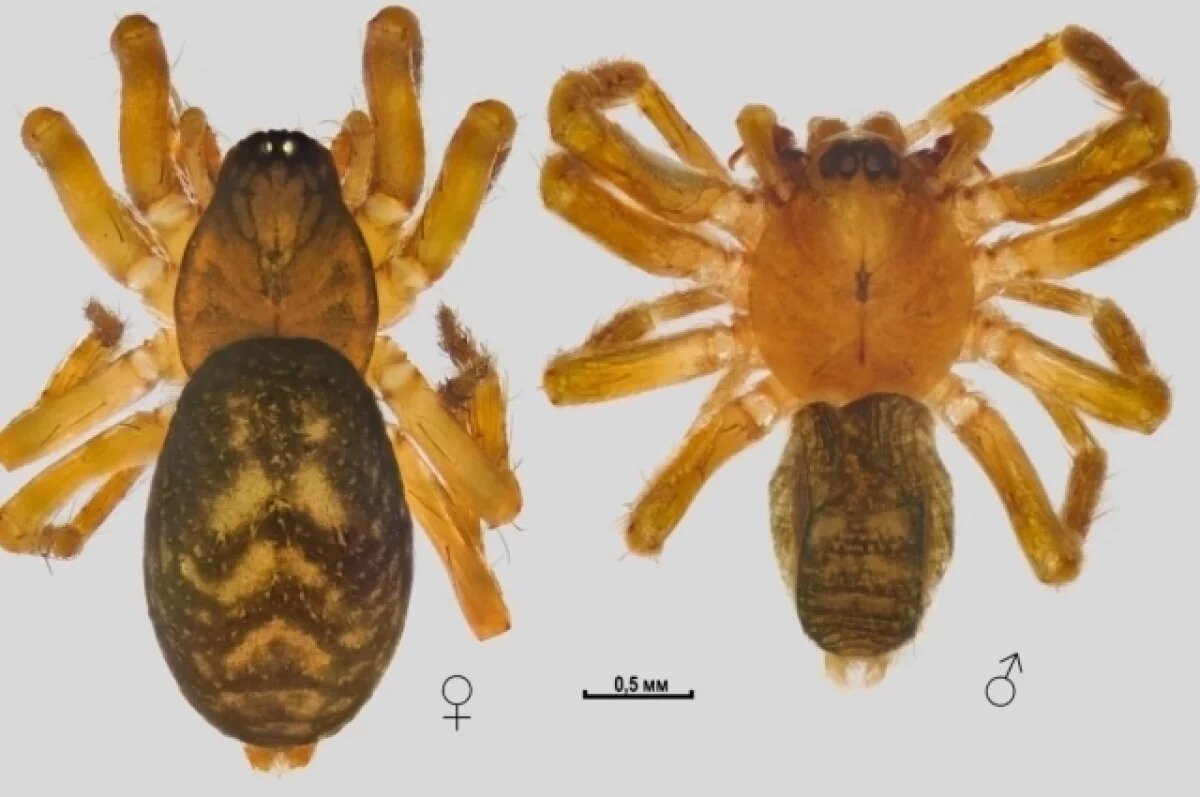    Турецких пауков обнаружили ученые в Краснодарском крае