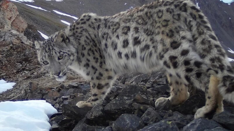     Снежный барс в Алтайском заповеднике. Автоматическая камера