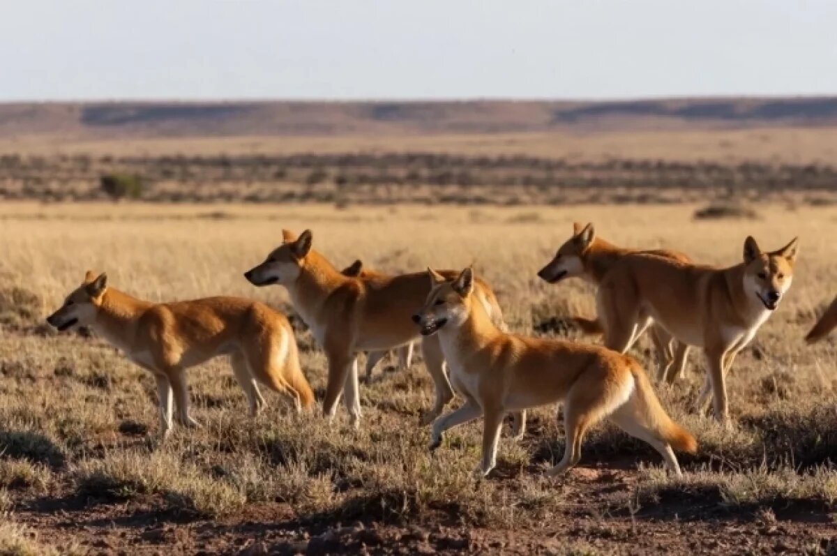    В Австралии канадку нашли мертвой на острове в окружении 12 собак-динго