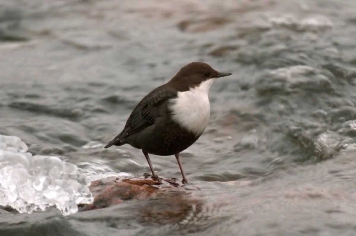    На Вуоксе заметили красивую бурую птичку-оляпку