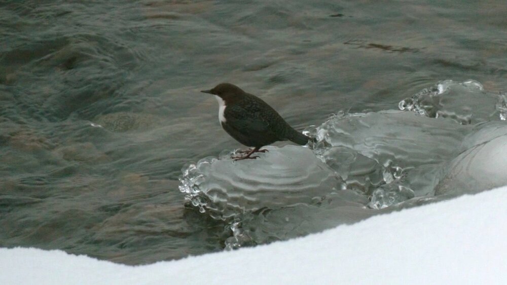    Фото: Александр Дрозденко в ВК/ Каждой твари по паре / Павел Глазков