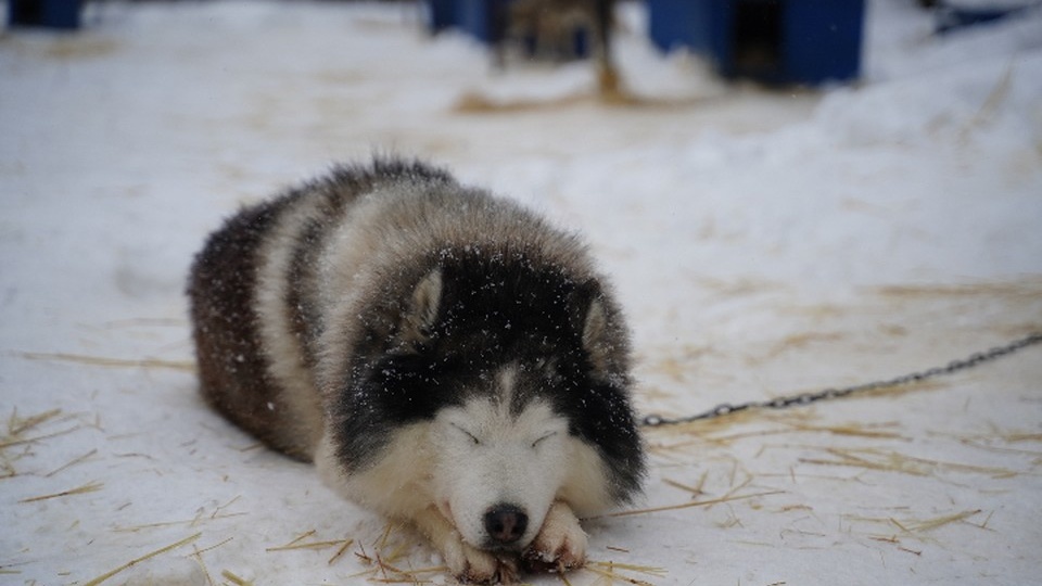 Из-за аномальных морозов иркутский приют «К-9» нуждается в помощи